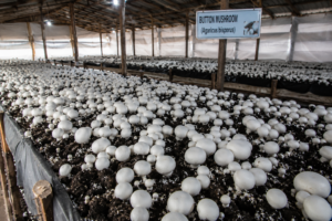 How Fresh Mushrooms Are Grown at Guru Dil Agri Farm