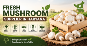 Bulk Mushroom Supply for Restaurants: Fresh, Reliable & High-Quality Mushrooms
