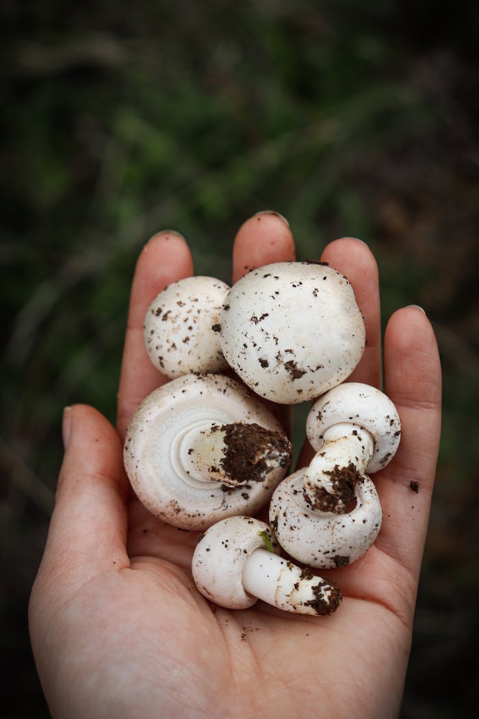 Fresh Mushroom Wholesaler