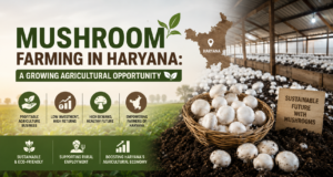 Mushroom Farming in Haryana: A Growing Agricultural Opportunity