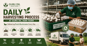 Daily Harvesting Process at Guru Dil Agri Farm: Delivering Fresh Mushrooms Every Day