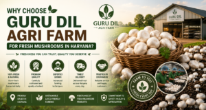 Why Choose Guru Dil Agri Farm for Fresh Mushrooms in Haryana?